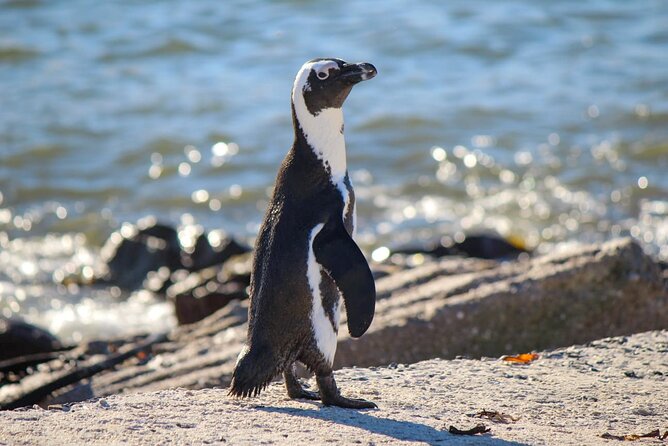Cape Agulhas Full Day tour - What the guide adds to a private tour