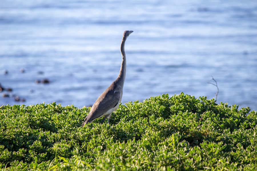 Cape Agulhas, Hermanus & Stoney point Penguins full Day Tour - Elim and the Moravian story