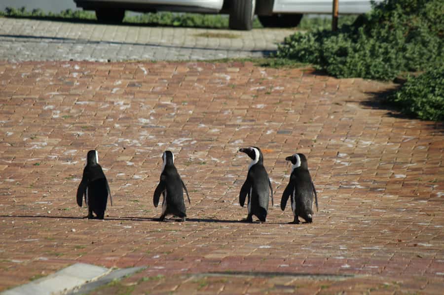 Cape Agulhas, Hermanus & Stoney point Penguins full Day Tour - What the $224 price really buys you