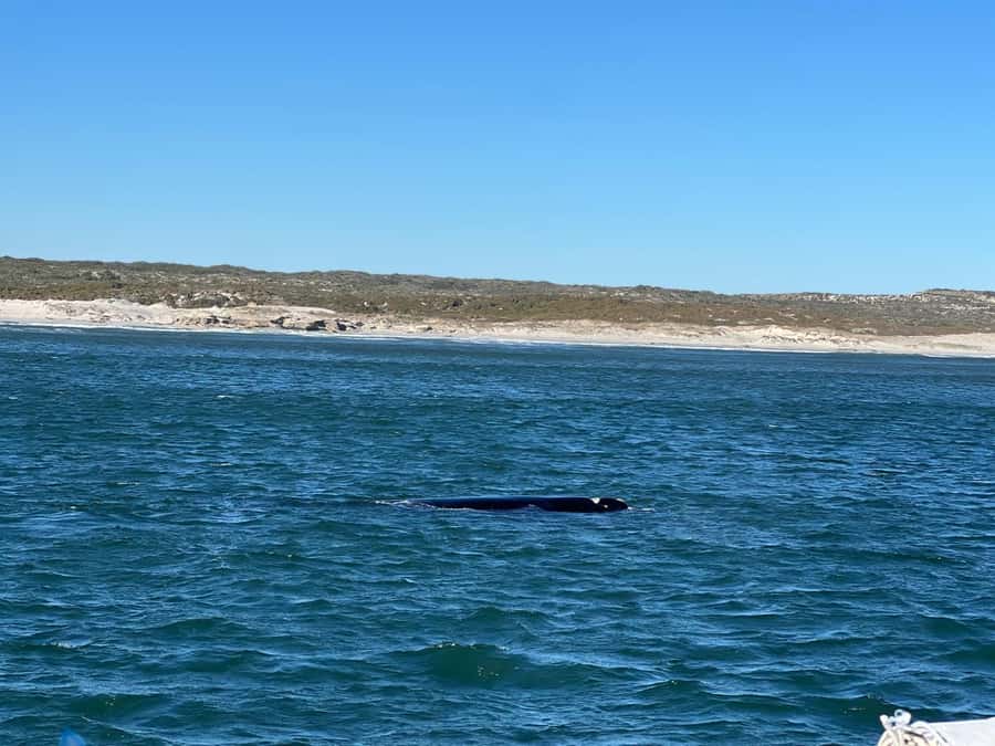 Cape Agulhas, Hermanus whales & Wine Tasting Day Trip - Key points at a glance