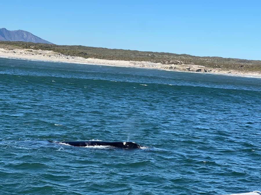 Cape Agulhas, Hermanus whales & Wine Tasting Day Trip - Hermanus brings a seasonal chance to see whales
