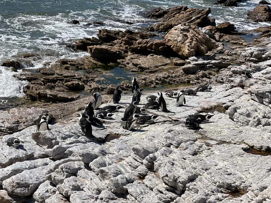 Cape Agulhas, Hermanus whales & Wine Tasting Day Trip - The long drive is both strength and weakness