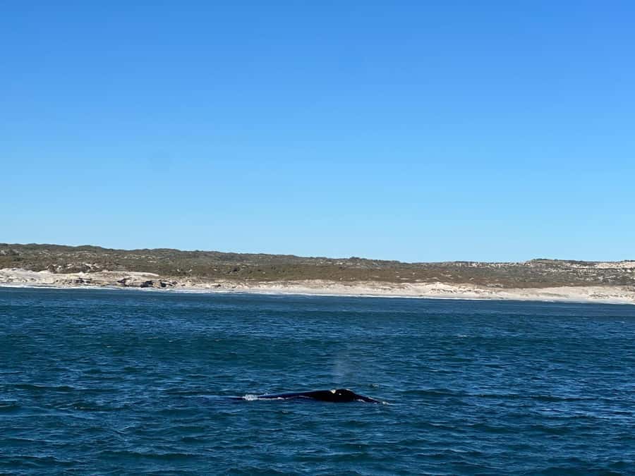 Cape Agulhas, Hermanus whales & Wine Tasting Day Trip - Who should book this Cape Agulhas day trip?