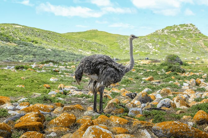 Cape of Good Hope and Boulders Beach Group Tour in Cape Town - Bo-Kaap starts the day with color and character