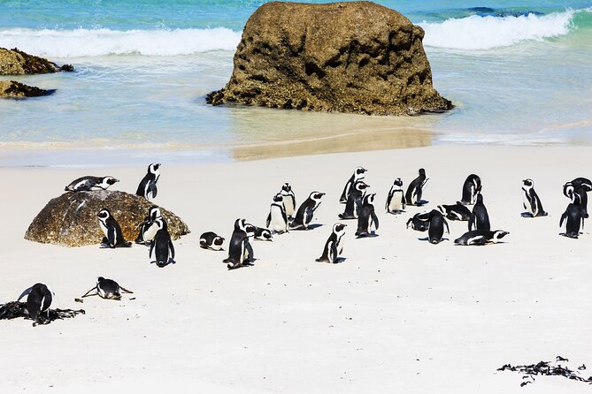 Cape of Good Hope and Boulders Beach Group Tour in Cape Town - Chapman’s Peak Drive is the road highlight