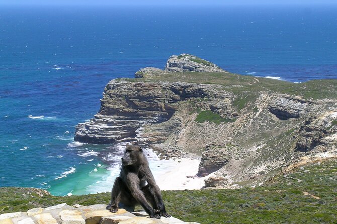 Cape of Good Hope and Boulders Beach Group Tour in Cape Town - Boulders Beach brings you close to African penguins
