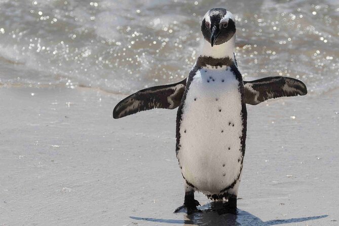 Cape of Good Hope and Boulders Beach Group Tour in Cape Town - Cape Point adds the lighthouse and a choice of effort