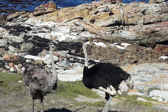 Cape of Good Hope and Cape Winelands Day Tour from Cape Town - Cape Point, wildlife, fynbos, and the lighthouse