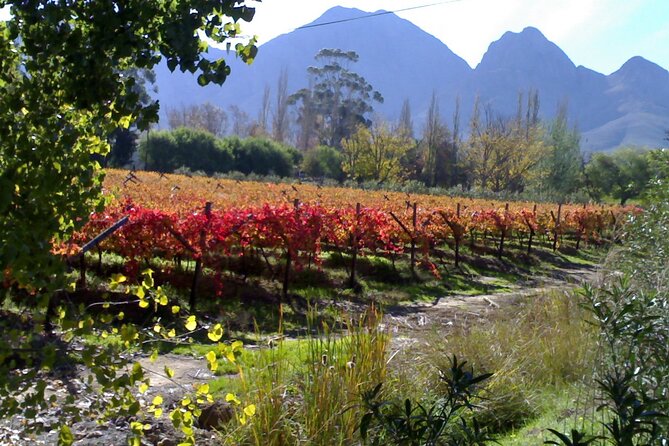 Cape of Good Hope and Cape Winelands Day Tour from Cape Town - Stellenbosch changes the pace