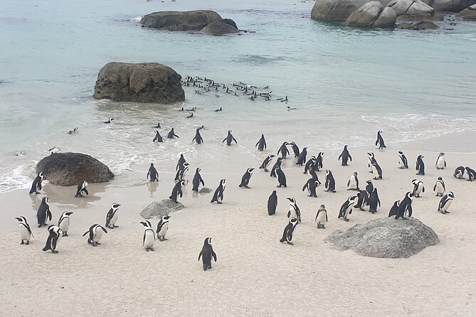 Cape of Good Hope and Cape Winelands Day Tour from Cape Town - What the private format changes