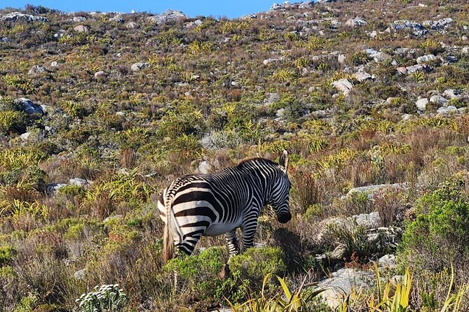 Cape of Good Hope and Penguin Beach Tour in Cape Town - Why this day trip covers so much of Cape Town