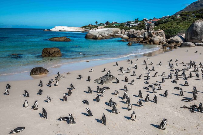 Cape of Good Hope and Penguin Beach Tour in Cape Town - Maidens’ Cove and Camps Bay set the visual tone