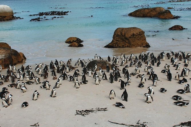 Cape Of Good Hope and Penguins Full Day Small Group Tour from Cape Town - Why this Cape Peninsula tour works in one day