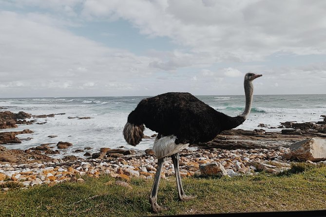 Cape Of Good Hope and Penguins Full Day Small Group Tour from Cape Town - Hout Bay gives you a choice