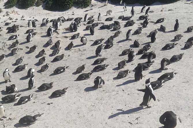 Cape of Good Hope and Penguins Full-Day Tour from Cape Town - Key points before you book