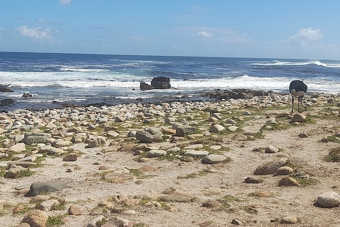 Cape of Good Hope and Penguins Full-Day Tour from Cape Town - Why this Cape Peninsula tour works