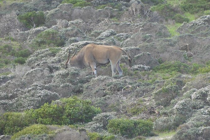 Cape of Good Hope and Penguins Full-Day Tour from Cape Town - Clifton and Camps Bay show Cape Town’s glamorous side
