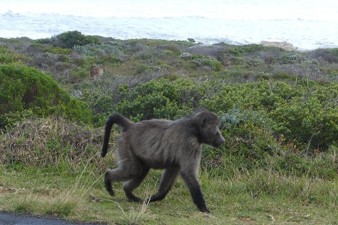 Cape of Good Hope and Penguins Full-Day Tour from Cape Town - Hout Bay gives you a choice, with an added fee