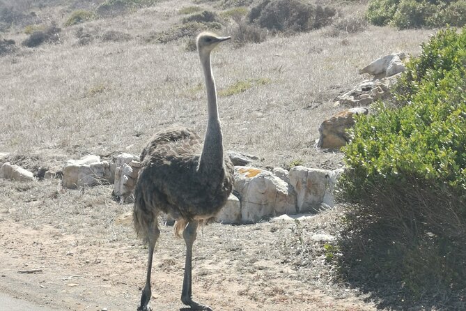 Cape of Good Hope and Penguins Full-Day Tour from Cape Town - Chapman’s Peak is the scenic road you should watch closely