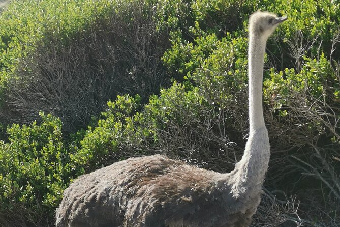 Cape of Good Hope and Penguins Full-Day Tour from Cape Town - Cape Point Nature Reserve is the day’s big outdoor stop