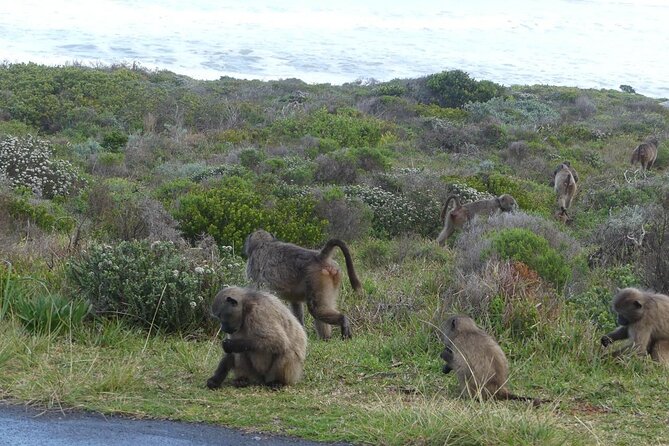 Cape of Good Hope and Penguins Full-Day Tour from Cape Town - Bo-Kaap starts the day with color and culture