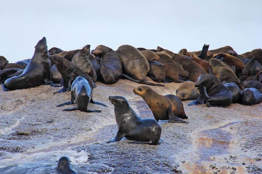 Cape of Good Hope and Penguins Private Tour with Entry Fees - Hout Bay offers a choice: seals, shopping, or a short rest