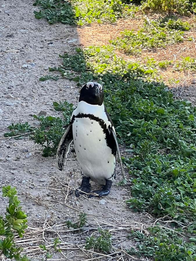 Cape of Good Hope and Penguins Private Tour with Entry Fees - Noordhoek Farm Village is the built-in breather