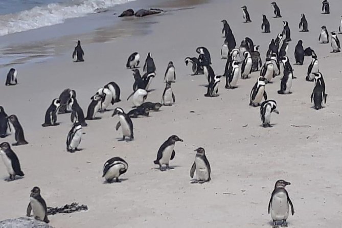 Cape of Good Hope and Penguins - Small Group - Full day - One day from Bo-Kaap to the Cape Peninsula