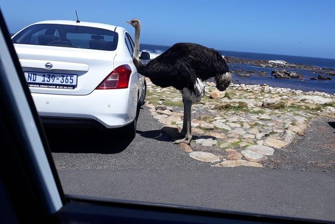 Cape of Good Hope and Penguins - Small Group - Full day - What the guides add to the day