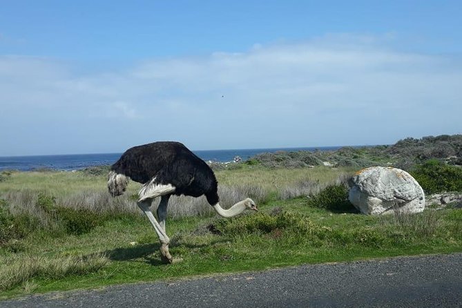 Cape of Good Hope and Penguins - Small Group - Full day - Bo-Kaap’s colorful opening ten minutes