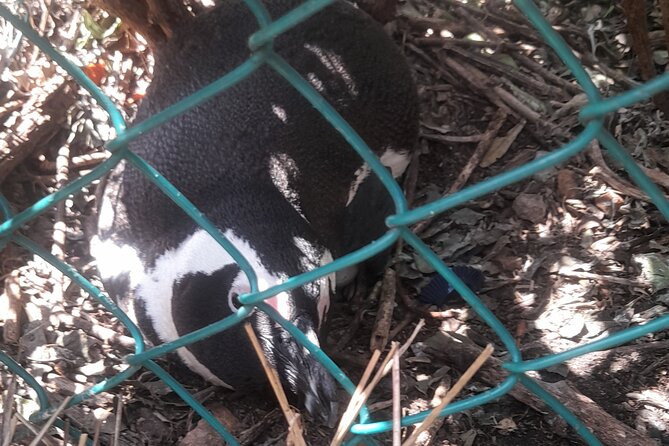 Cape of good hope and penguins small group Tours - Hout Bay and the option of a seal trip