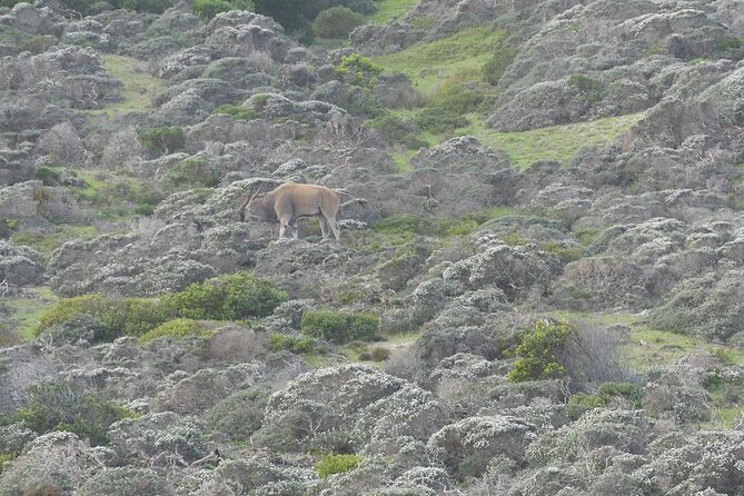 Cape of good hope and penguins small group Tours - Chapman’s Peak Drive and the road south