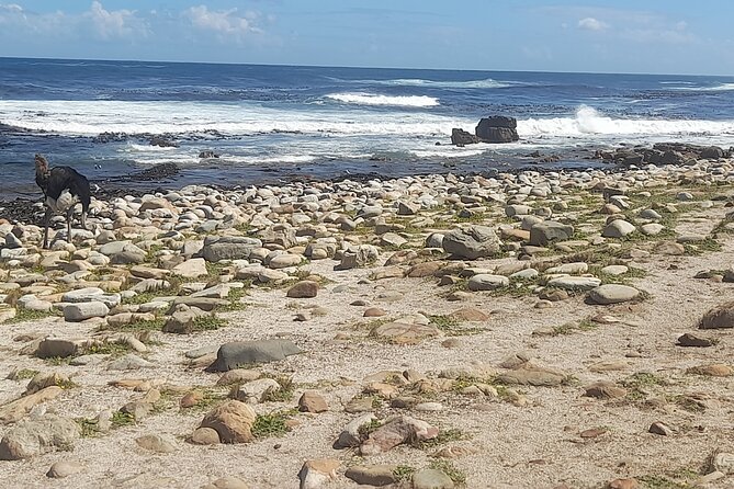 Cape of good hope and penguins small group Tours - The Cape of Good Hope viewpoint