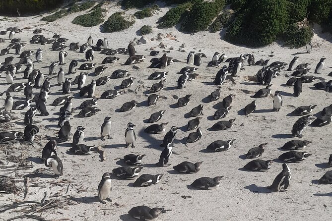 Cape of good hope and penguins small group Tours - Simon’s Town and the naval waterfront
