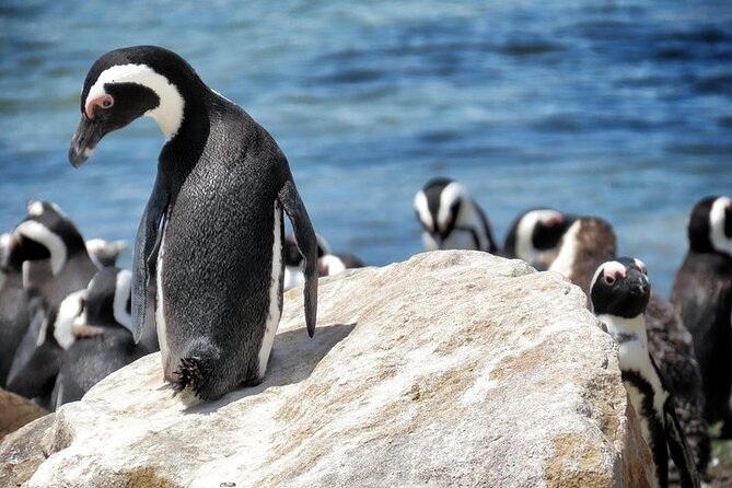 Cape Of Good Hope and Table Mountain Day Trip from Cape Town parks fees include - Maiden’s Cove starts the day with Atlantic views