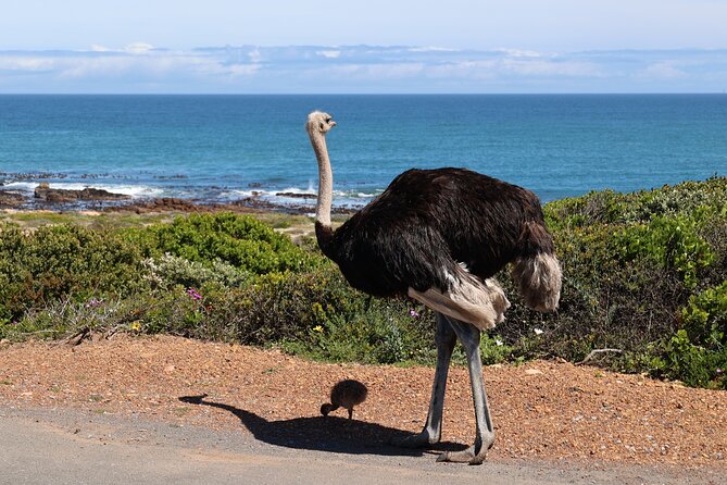 Cape Of Good Hope and Table Mountain Day Trip from Cape Town parks fees include - Cape Point gives you the day’s main adventure