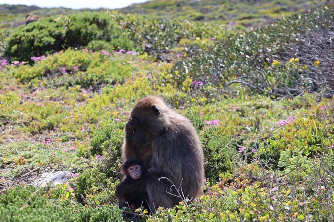 Cape Of Good Hope and Table Mountain Day Trip from Cape Town parks fees include - Boyes Drive looks over False Bay