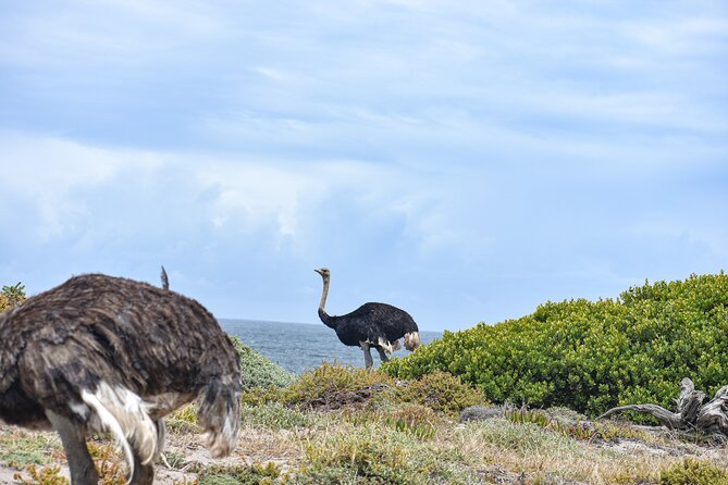 Cape of Good Hope & Boulder Penguins Full-Day Tour from Cape Town - Boulders Beach and the African penguins