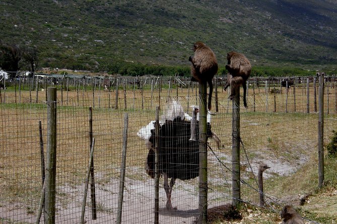 Cape of Good Hope, Cape Point & Penguins Private Afternoon Tour - Kommetjie and Scarborough show another side of the peninsula