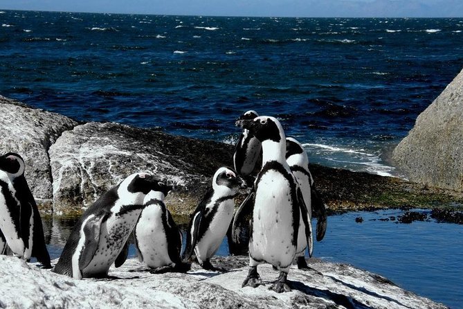 Cape of Good Hope, Cape Point & Penguins Private Afternoon Tour - Chapman’s Peak rewards the afternoon timing