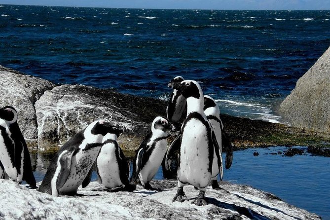 Cape of Good Hope, Cape Point & Penguins Private customizable Full Day Tour - Chapmans Peak gives you the great road views