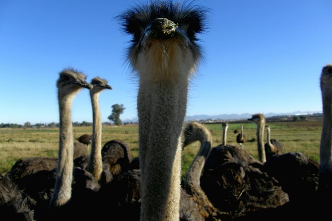 Cape of Good Hope, Cape Point & Penguins Private customizable Full Day Tour - Cape Point offers a walk or a funicular
