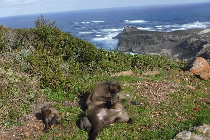 Cape of Good Hope, Cape Point & Penguins Private customizable Full Day Tour - Hout Bay adds boats, seals, and working harbor life