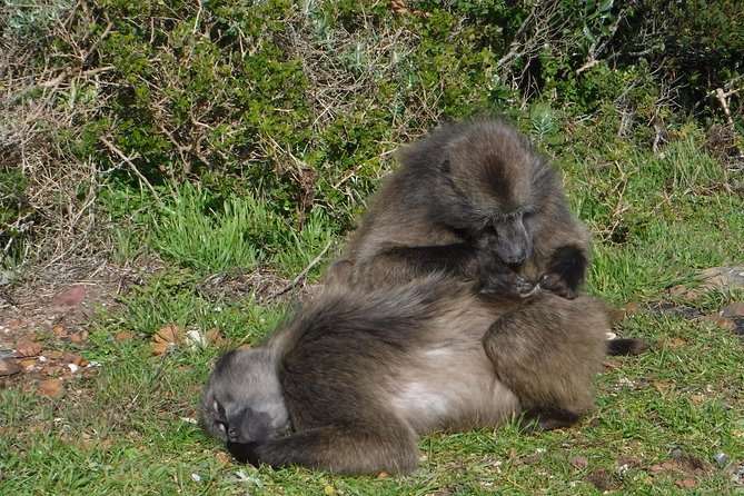 Cape of Good hope, Cape Point & Penguins, Private Morning Tour - What the guide adds beyond the driving