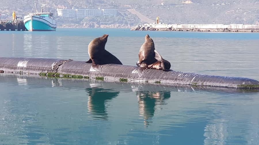 Cape of Good Hope, Chapman's Peak Drive, Penguins , Seals - Chapman’s Peak Drive, where the road is the attraction