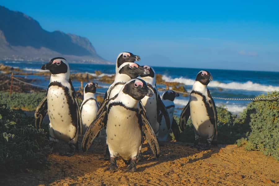Cape of Good Hope, Chapman's Peak Drive, Penguins , Seals - Cape of Good Hope Nature Reserve