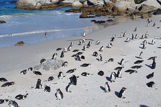 Cape of Good Hope & Penguins from Cape Town Full-Day Private Tour - Hout Bay and the optional Seal Island trip
