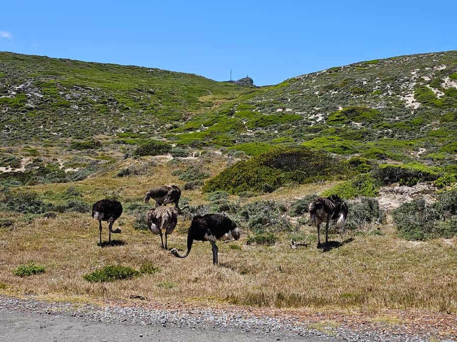 Cape of Good Hope & Penguins Private Tour - Is $175 fair for a private eight-hour day?