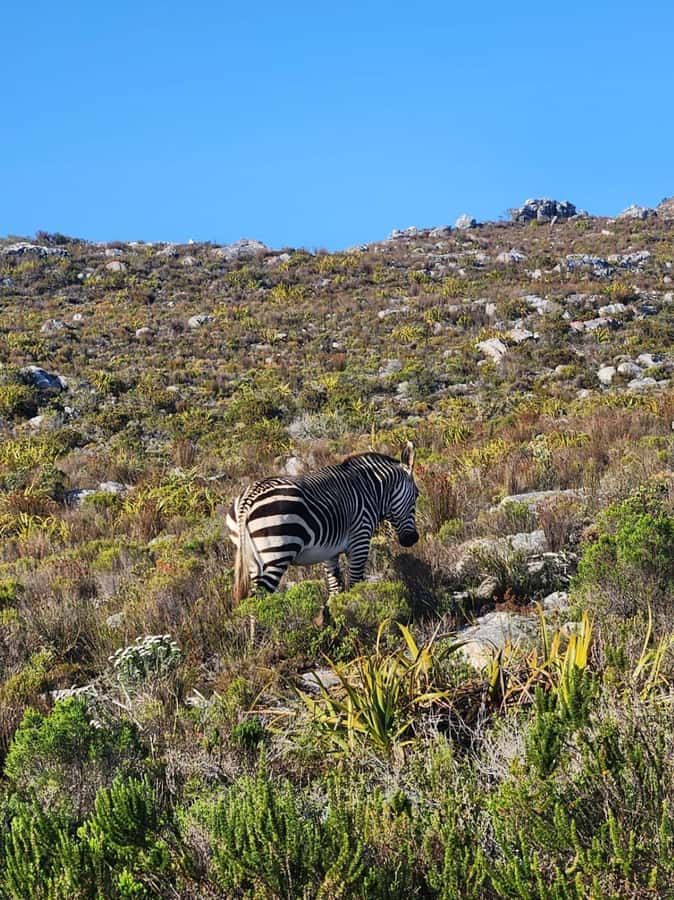 Cape of Good Hope & Penguins Private Tour - Hout Bay and the Seal Island cruise