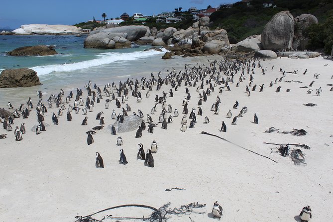 Cape Of Good Hope, Penguins Private Tour from Cape Town full day - Camps Bay begins the day in polished Cape Town style